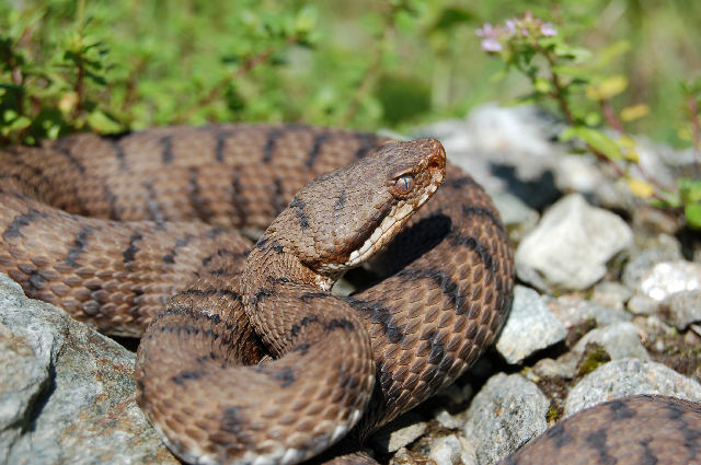 Alcuni serpenti del Canton Ticino