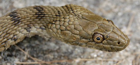 Natrix tassellata