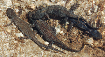 Triturus alpestris - oggi Ichthyosaura alpestris