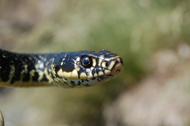 Alcuni serpenti del Canton Ticino