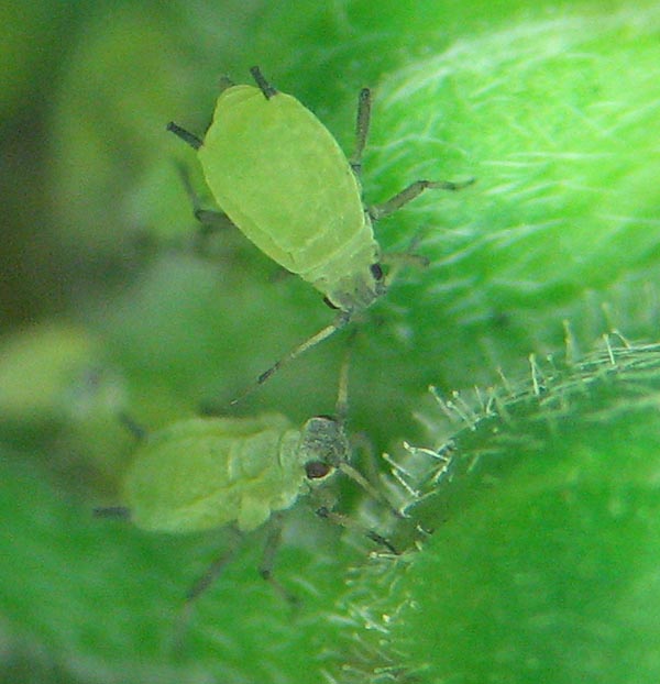 Aphis spiraecola