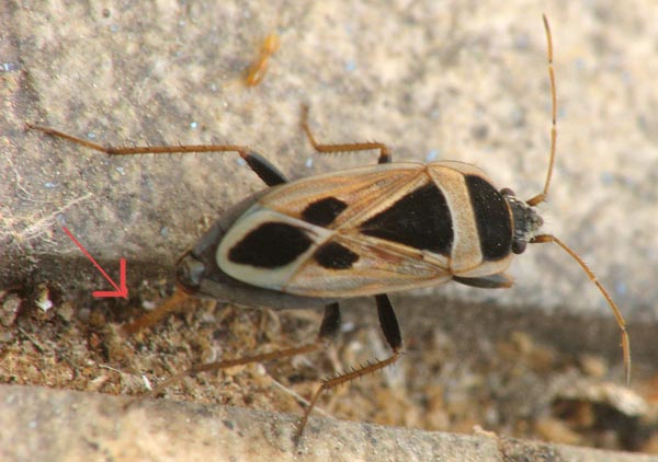 Xanthochilus saturnius, femmina (Lygaeidae) e Singhalesia turcica (Miridae)