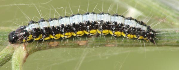 Caterpillar