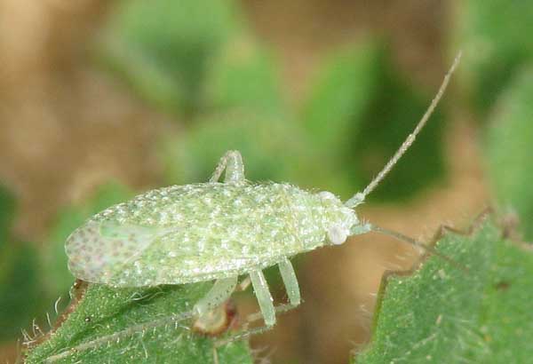 Cydnidae e Miridae