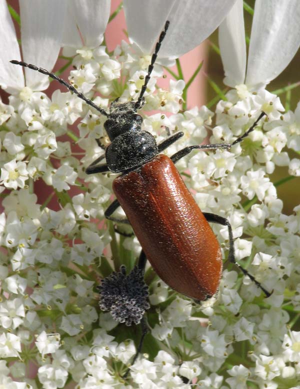 Cerambycidae? Omophlus from Israel