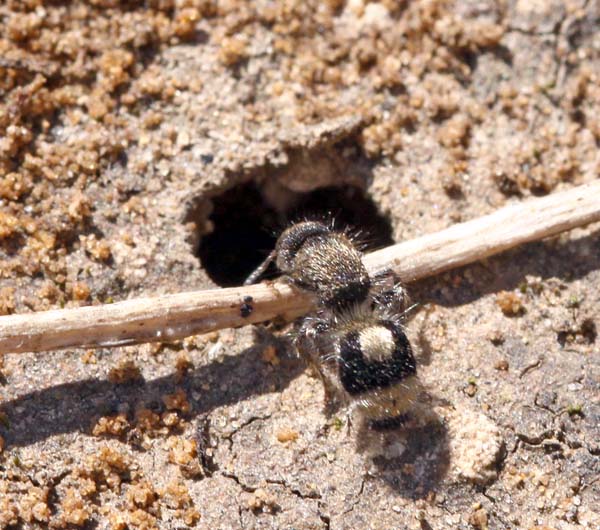 Mutillidae bianco e nero da Israele