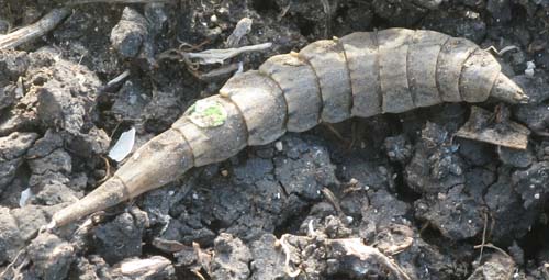 Insect larva: Stratiomydae.