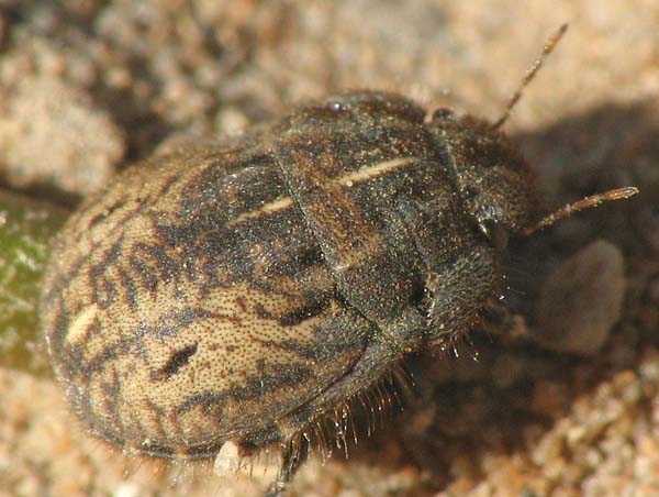 Scutelleridae