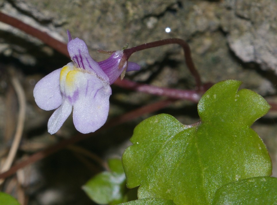 Cymbalaria muralis