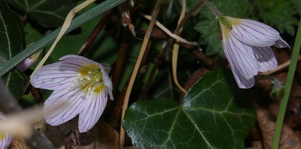 Oxalis acetosella / Acetosella dei boschi