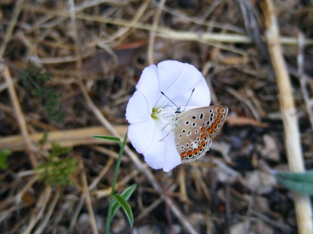 farfalla da identificare