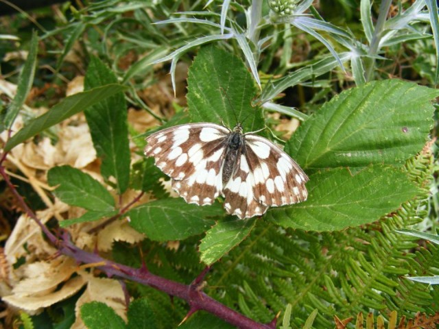 farfalla da identificare : Melanargia galathea