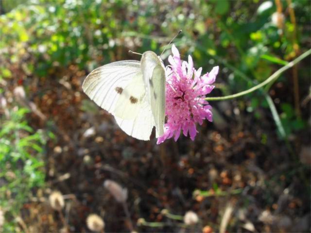 Pieris rapae?