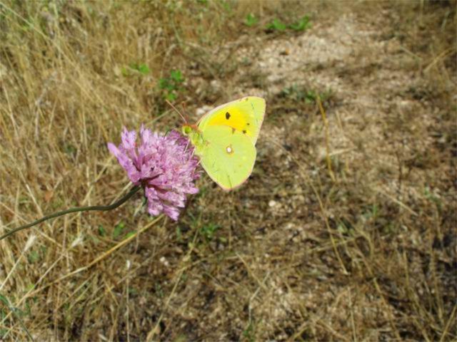 farfalla da identificare : Colias croceus