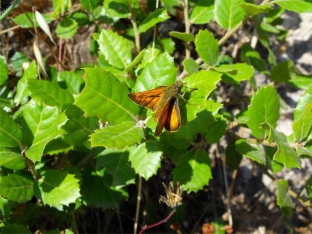 farfalla da identificare : Ochlodes sylvanus (maschio)