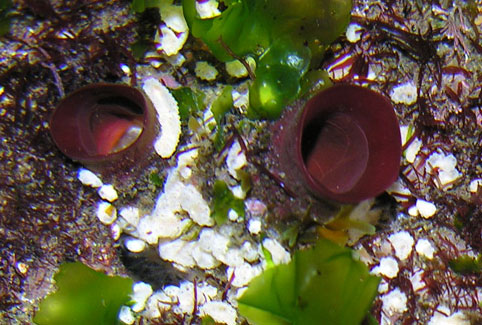 Distomus variolosus e Microcosmus microcosmus