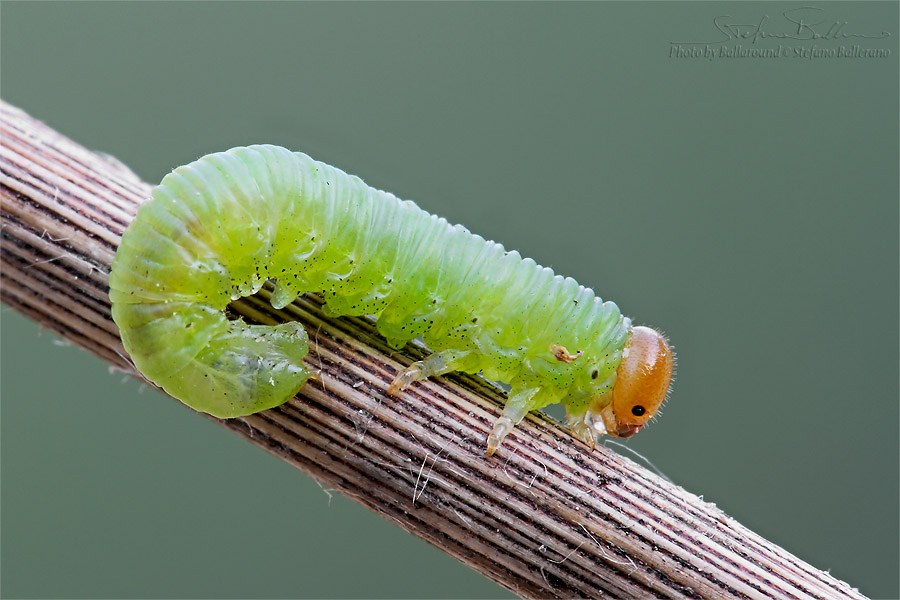 Larva di Tenthredinidae?