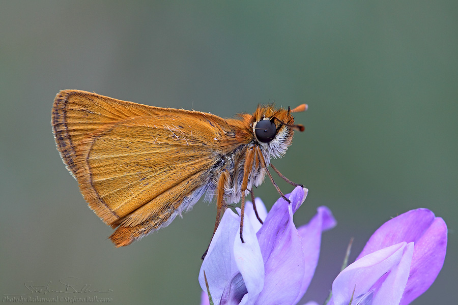 Identificazione farfalla