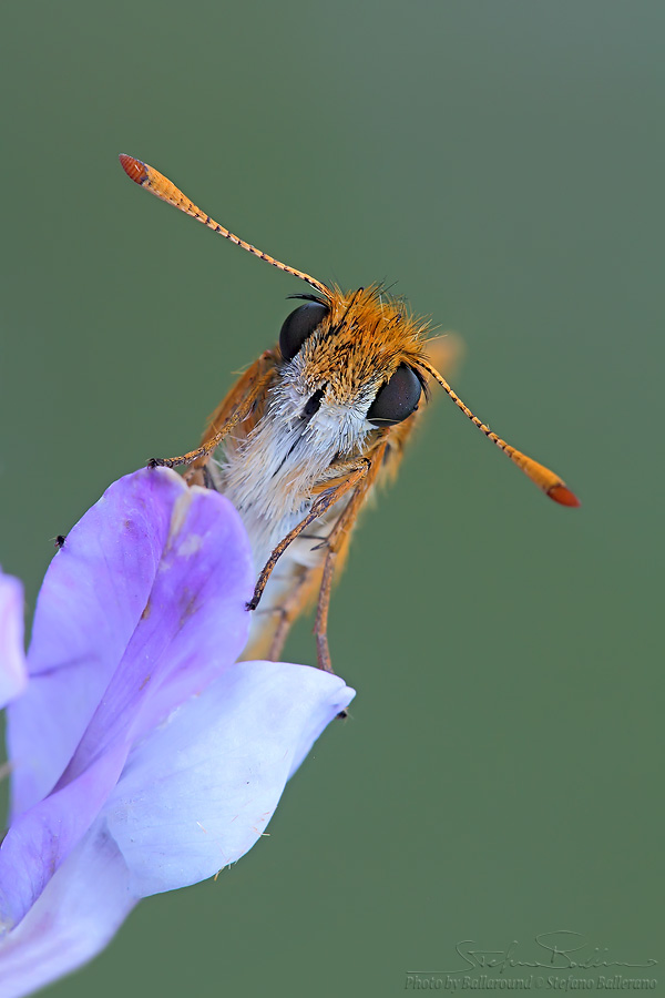 Identificazione farfalla