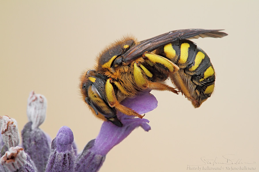 Anthidium sp. (Apidae Megachilinae) mentre dorme