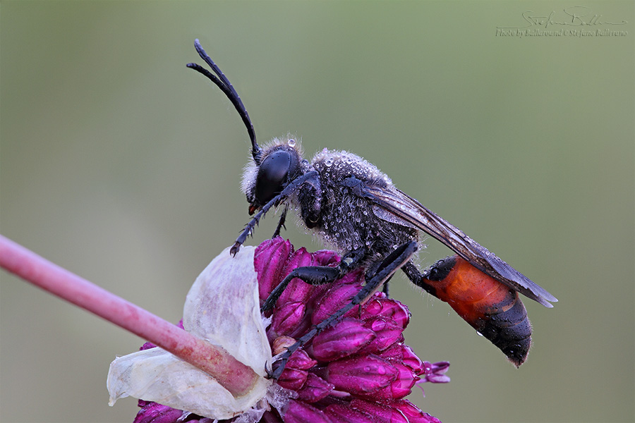 Maschio di Sphecidae