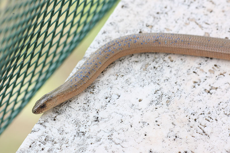 Aiuto Identificazione - Anguis fragilis