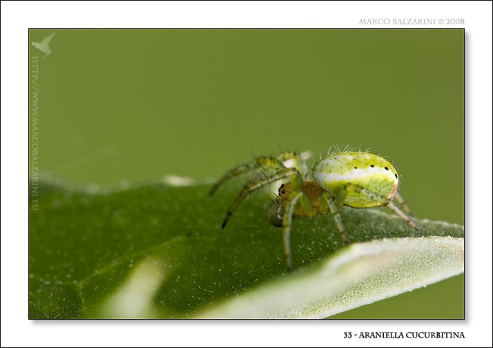 Araniella cucurbitina