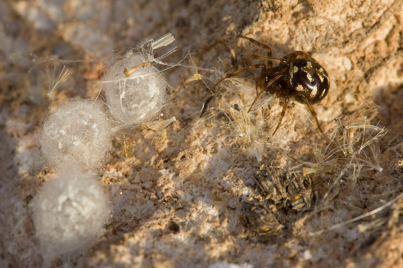 Steatoda triangulosa