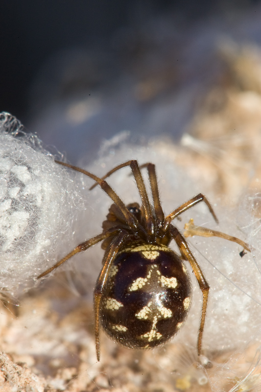 Steatoda triangulosa