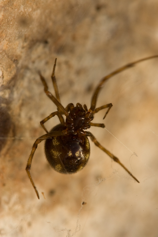 Steatoda triangulosa