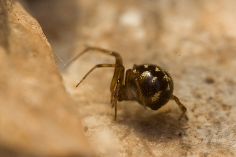 Steatoda triangulosa