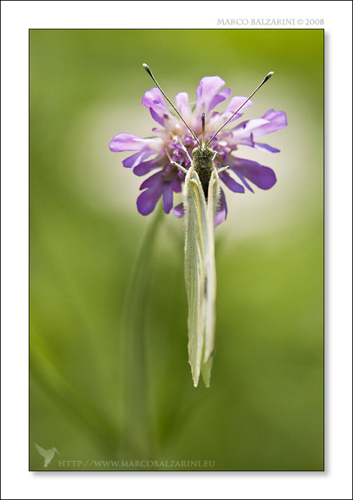 Pieris sp.