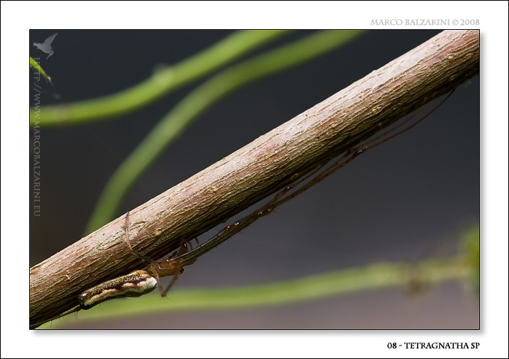 Tetragnathidae (Tetragnatha montana?)