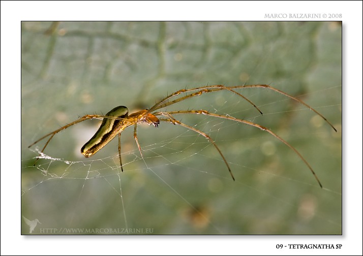 Tetragnathidae (Tetragnatha montana?)