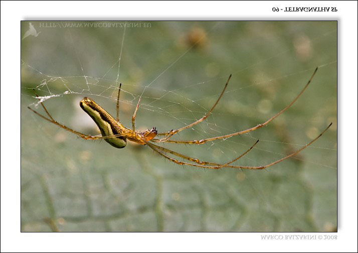 Tetragnathidae (Tetragnatha montana?)