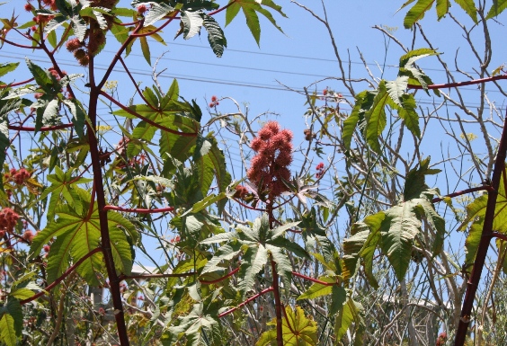 Ricinus communis / Ricino