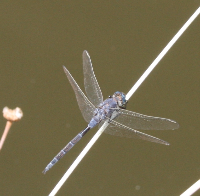 Orthetrum trinacria a Malta