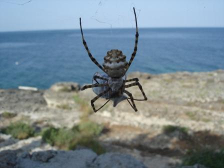 Argiope lobata