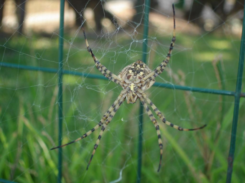 Argiope lobata