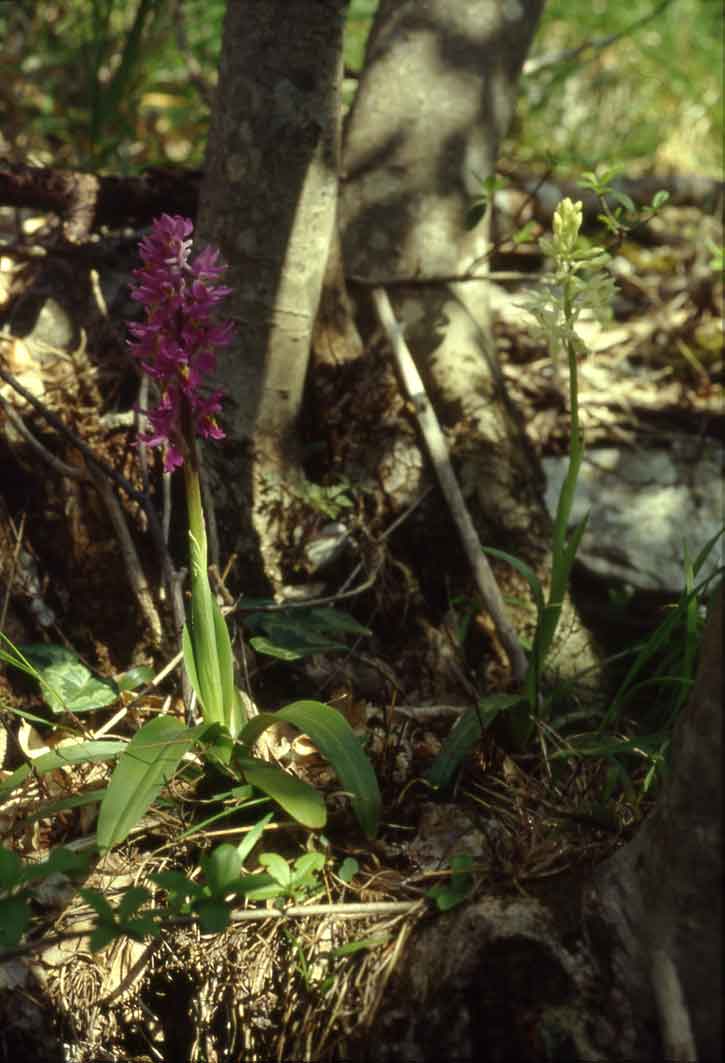 Orchis x penzigiana ?