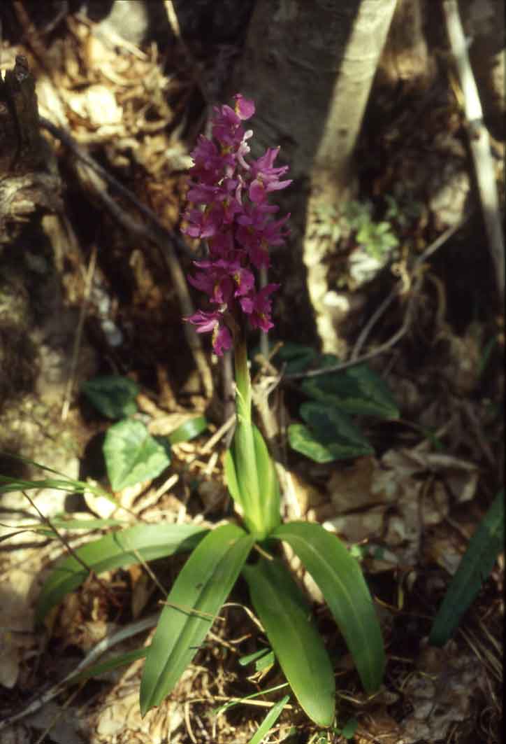 Orchis x penzigiana ?