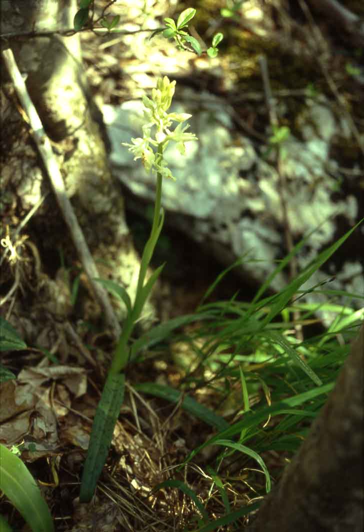 Orchis x penzigiana ?