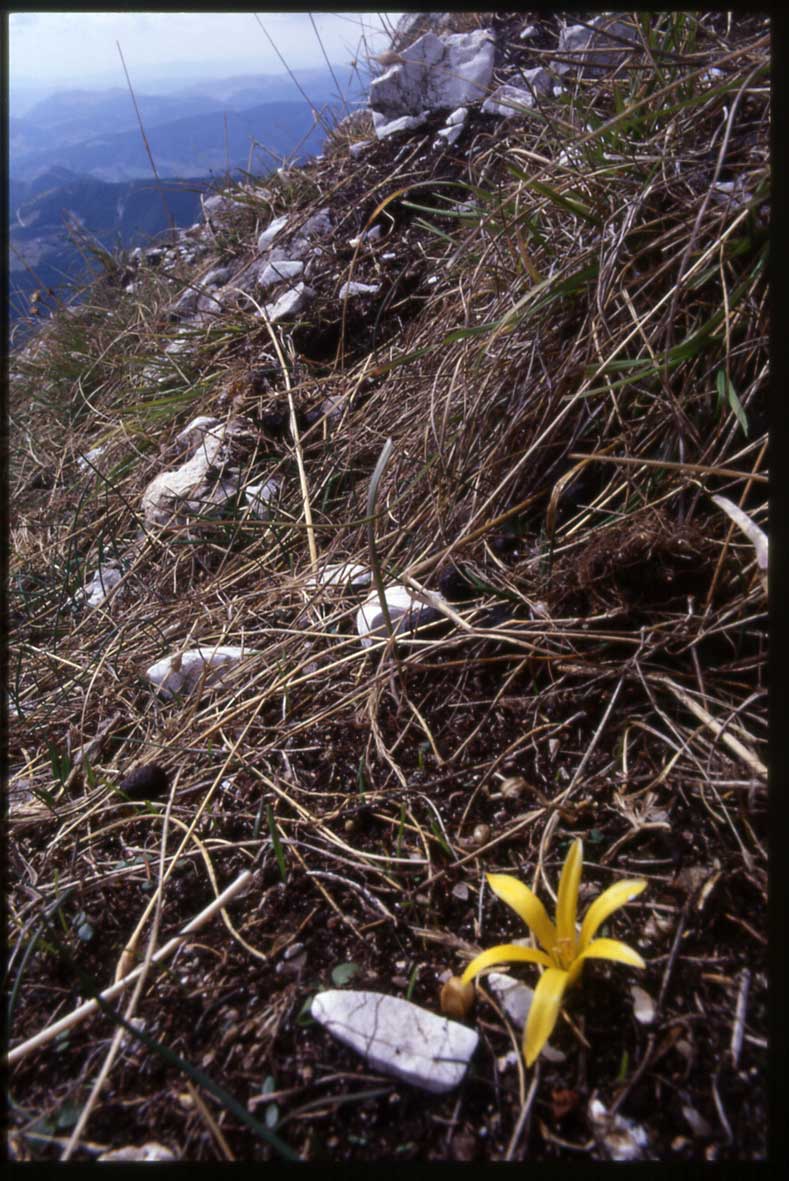 Sternbergia colchiciflora / Zafferanastro appenninico