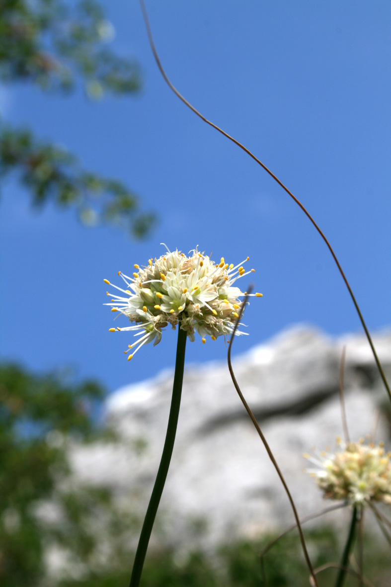 Allium saxatile / Aglio delle pietraie