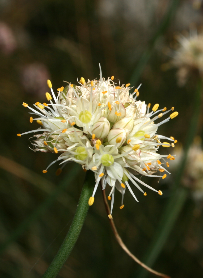 Allium saxatile / Aglio delle pietraie