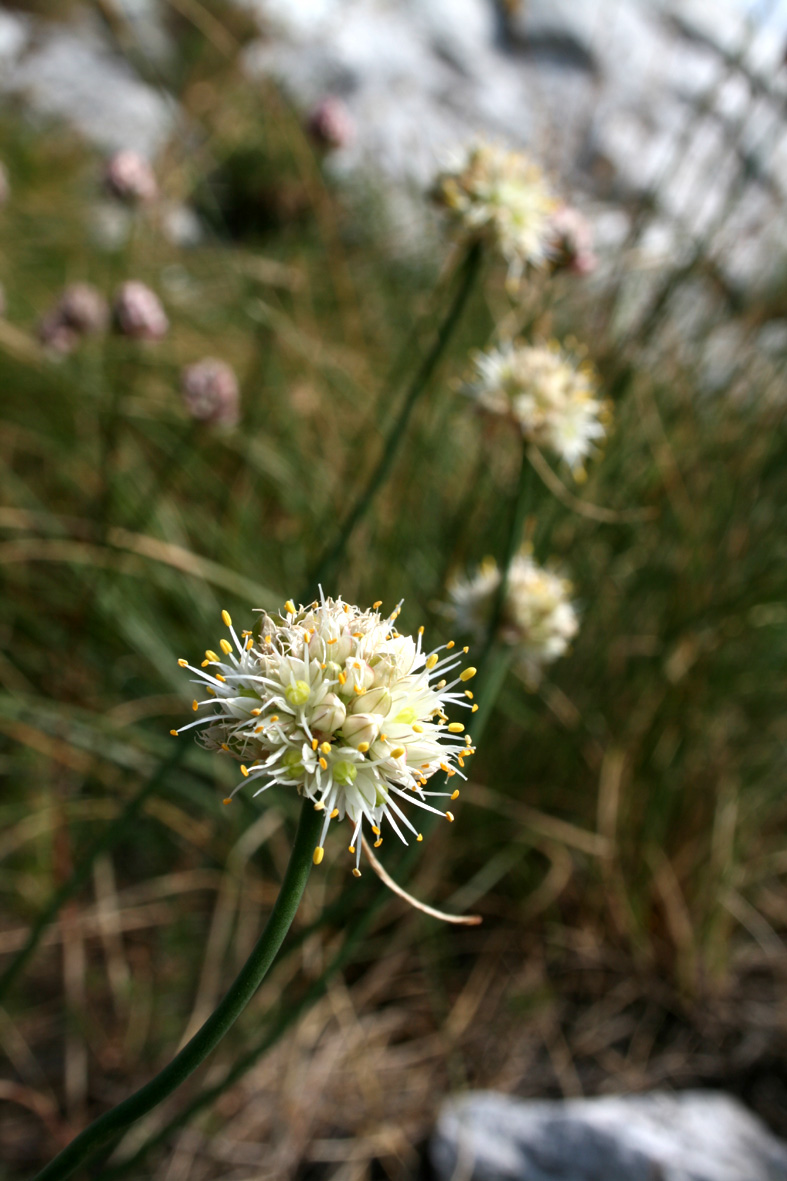 Allium saxatile / Aglio delle pietraie