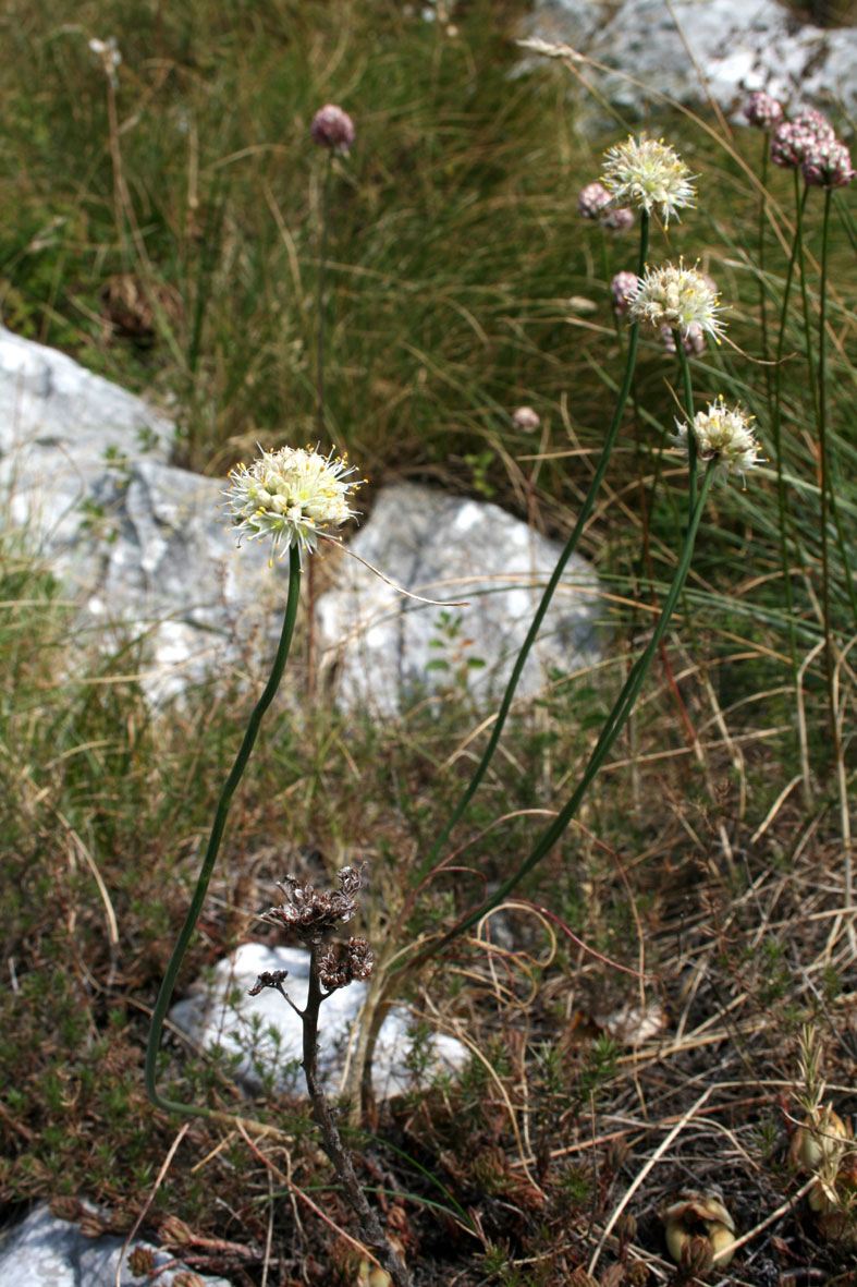 Allium saxatile / Aglio delle pietraie