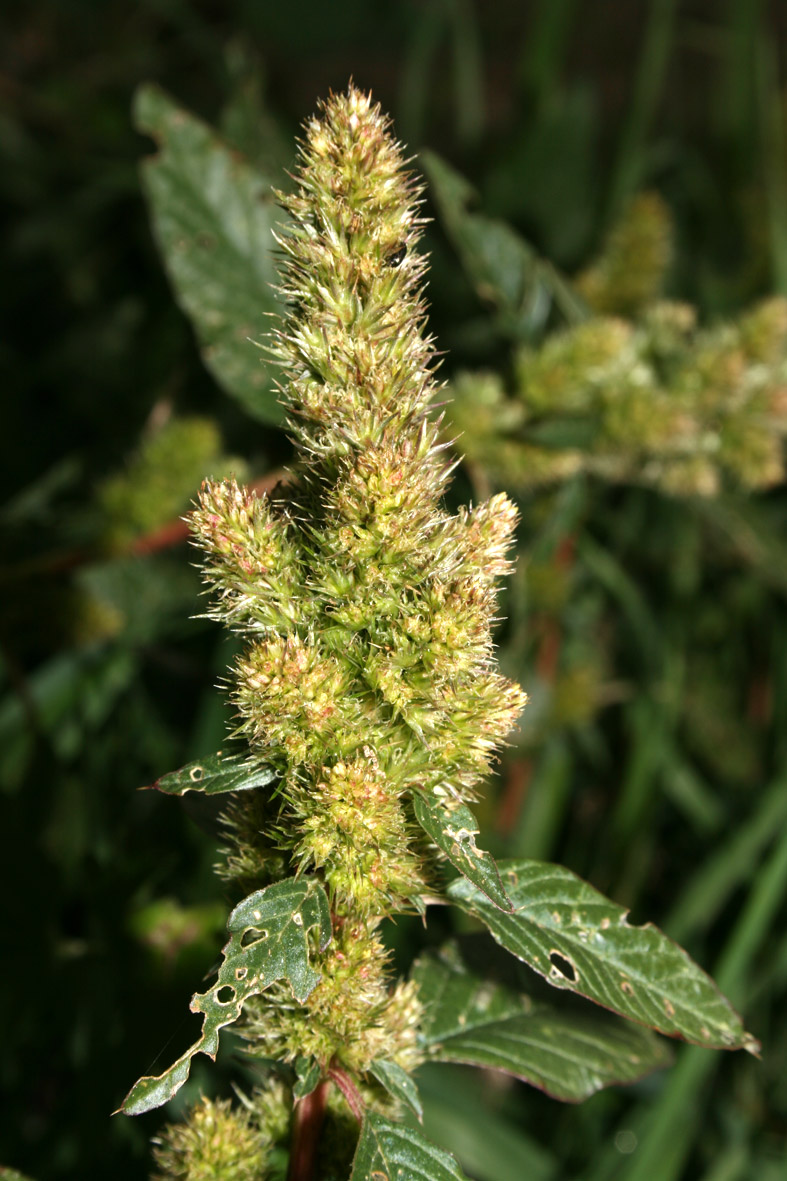 Amaranthus hybridus / Amaranto a spiga verde