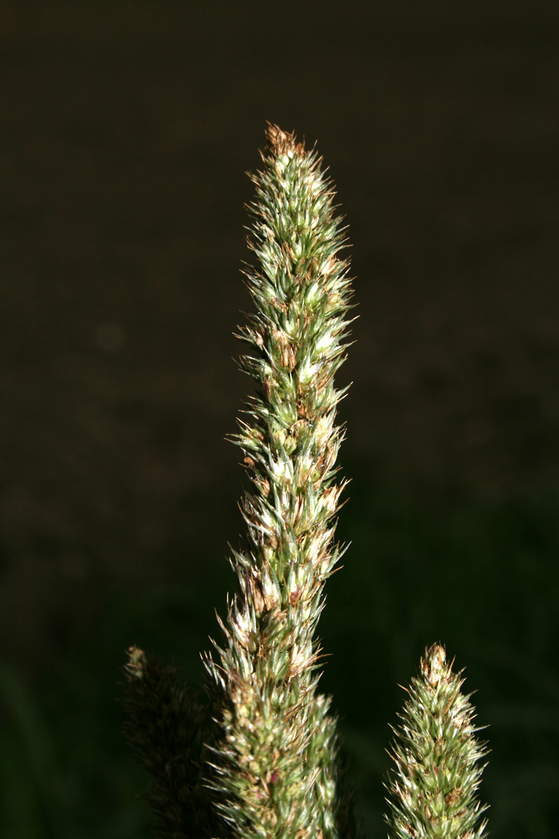 Amaranthus hybridus / Amaranto a spiga verde