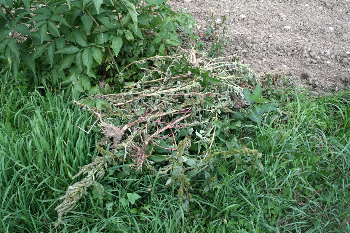 Amaranthus hybridus / Amaranto a spiga verde